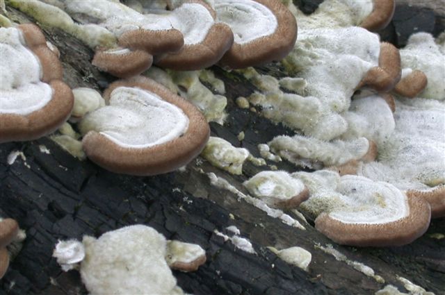 Mai visto cosi tanti... (Trametes hirsuta)
